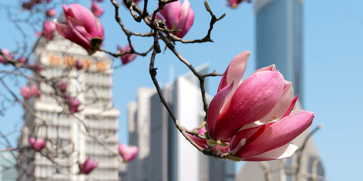 Springtime in the City: urban aesthetics between concrete and flowers