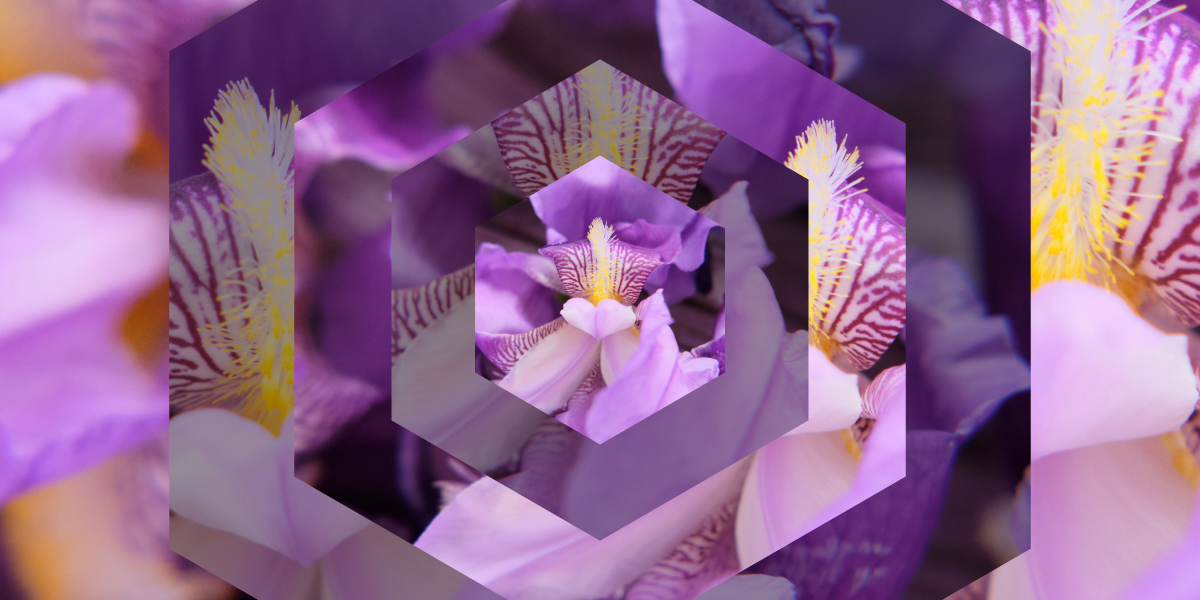 Iris – Or, the buttery note of cool powder and tender memory