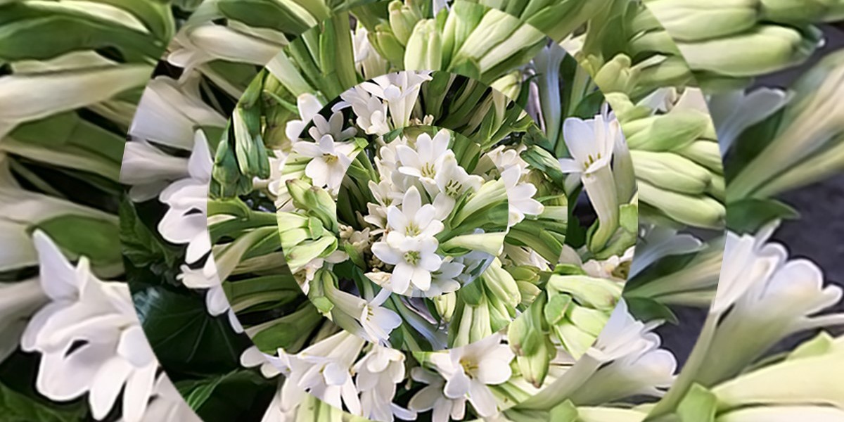 To be a tuberose